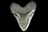 Serrated Fossil Megalodon Tooth - South Carolina #128310-2